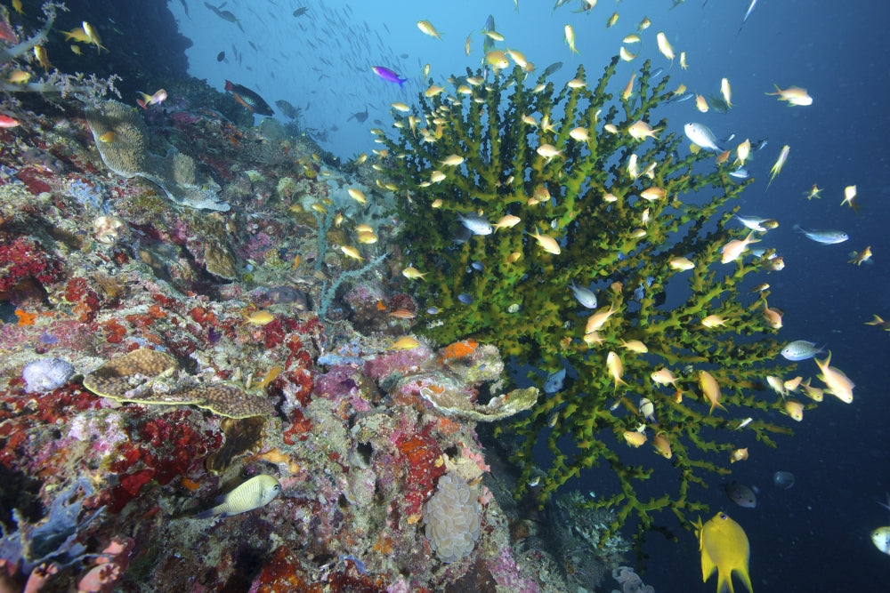 Black Sun Coral poster print showcasing vibrant marine life in Napantao Sanctuary, Philippines.