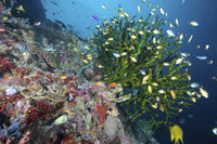 Black Sun Coral poster print showcasing vibrant marine life in Napantao Sanctuary, Philippines.