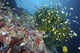 Black Sun Coral poster print showcasing vibrant marine life in Napantao Sanctuary, Philippines.