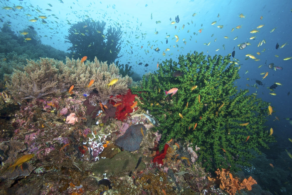 Black Sun Coral and Reef Fish photo print from Southern Leyte, Philippines.