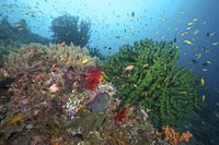 Black Sun Coral and Reef Fish photo print from Southern Leyte, Philippines.