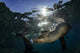 California sea lion poster print near La Paz, Baja California Sur.