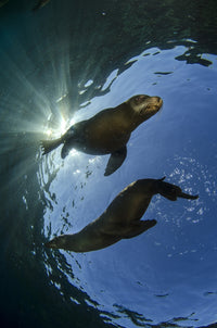 Poster print of two California sea lions playing near La Paz, Baja California Sur.