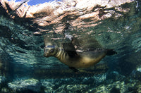 California sea lion swimming at the surface near La Paz, Baja California Sur.