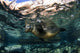 California sea lion swimming at the surface near La Paz, Baja California Sur.