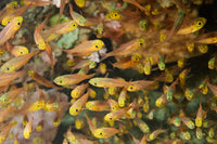 School of Golden Sweepers underwater poster print from Lembeh Strait, Indonesia.