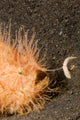 Close-up of a hairy striped frogfish with extended lure poster print
