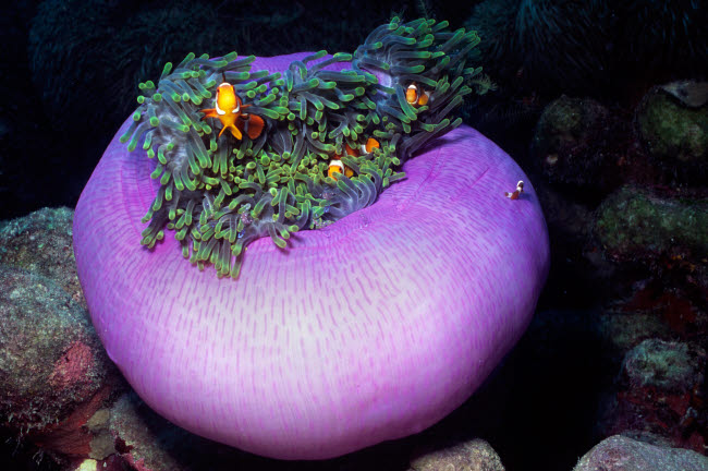 Clown Anemonefish and Anemone Shrimp in a vibrant sea anemone