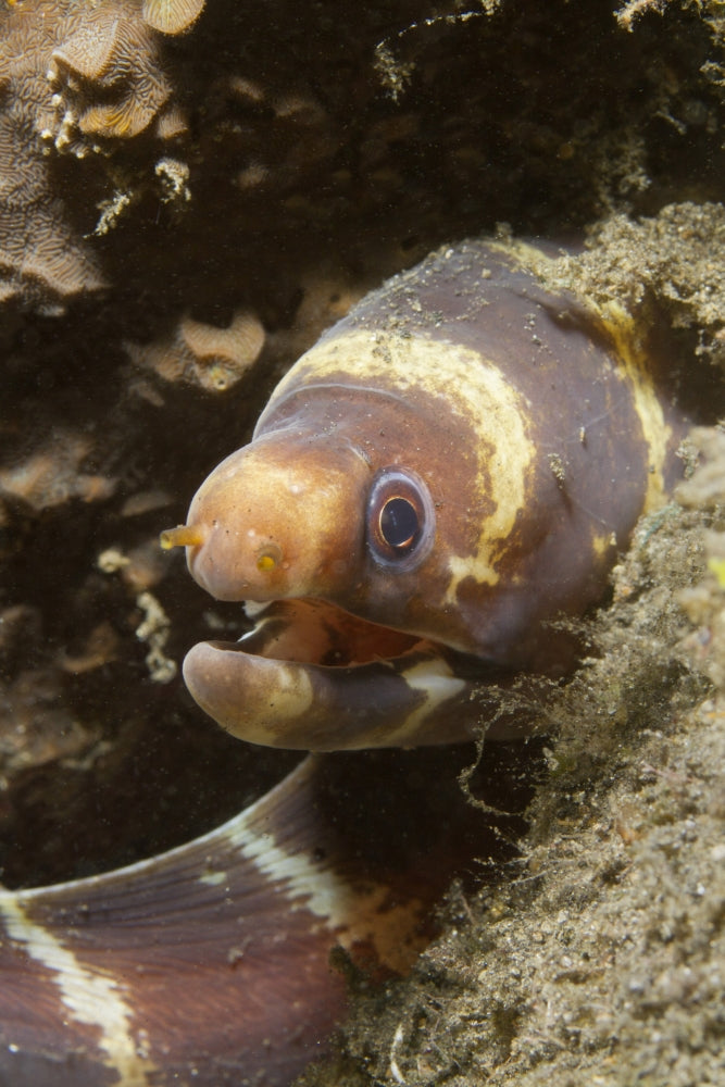 Close-up of a young barred moray eel, Lembeh Strait, Indonesia.