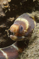 Close-up of a young barred moray eel, Lembeh Strait, Indonesia.