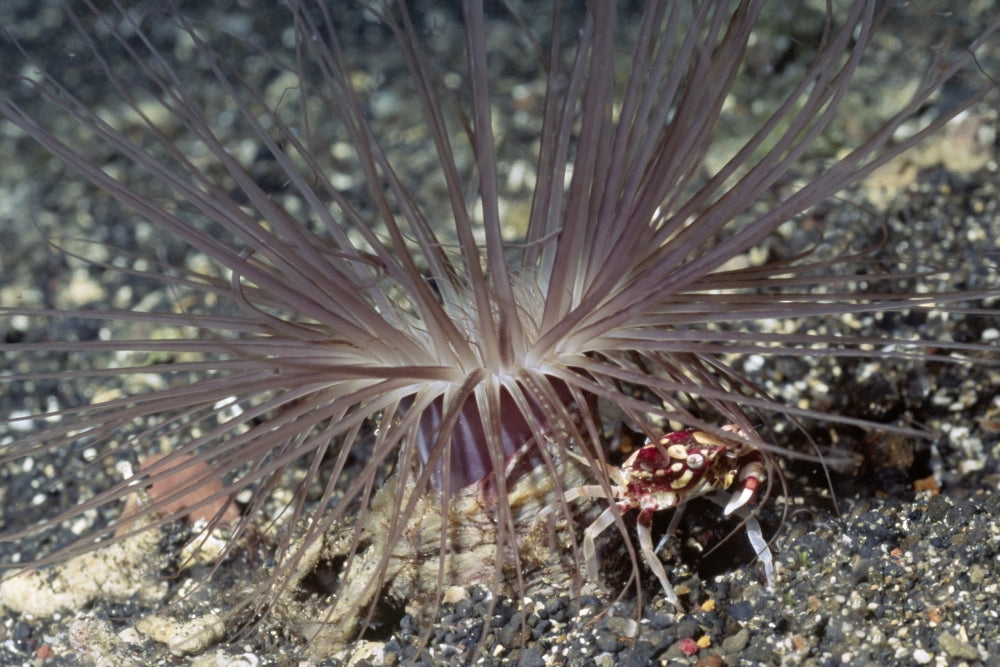 Harlequin swimming crab with tube-dwelling anemone poster print