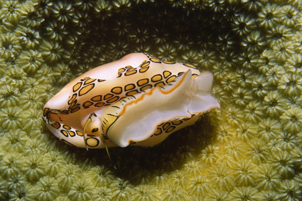 Flamingo Tongue Cowrie (Cyphoma gibbosum) Poster Print from Bonaire