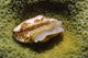 Flamingo Tongue Cowrie (Cyphoma gibbosum) Poster Print from Bonaire