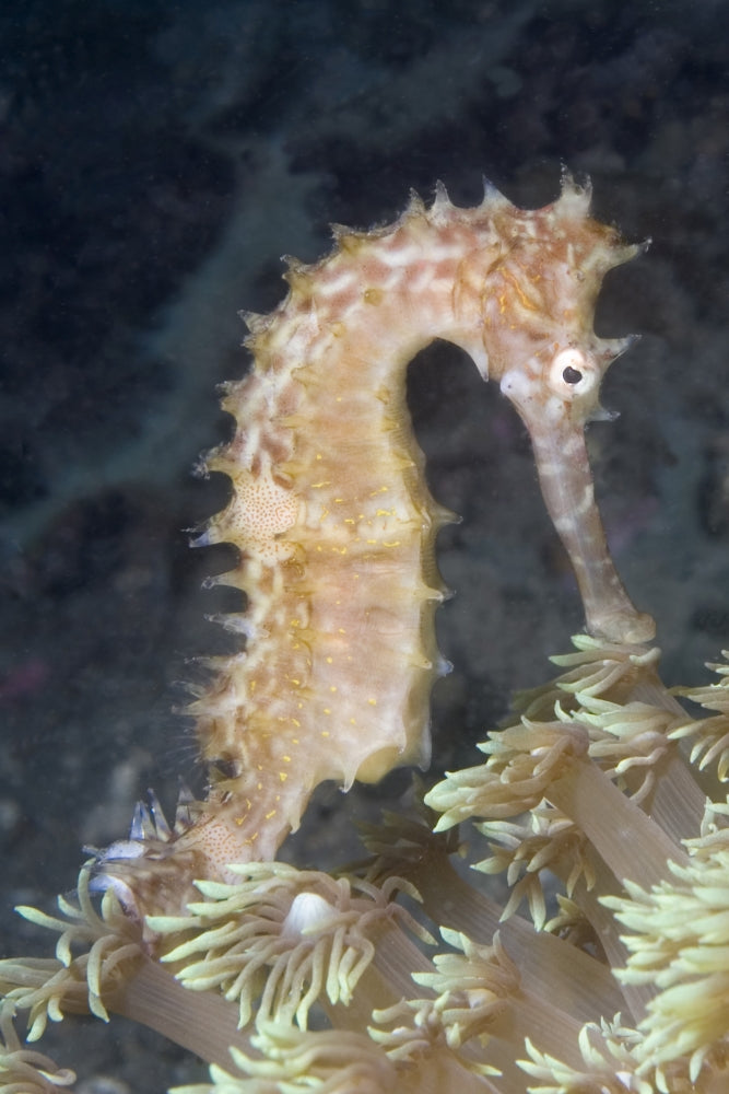 Thorny Seahorse in Soft Coral Poster Print - Lembeh Strait, Indonesia