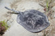 Spotted Stingaree photography print from Blairgowrie, Australia.