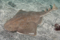 Japanese angel shark Squatina japonica resting on sand poster print.