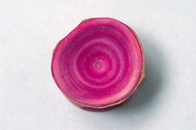 Piked Spurdog vertebrae poster print showing growth rings with red dye.