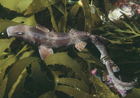 Rusty Carpet Shark resting on Ecklonia kelp fronds in Australia.