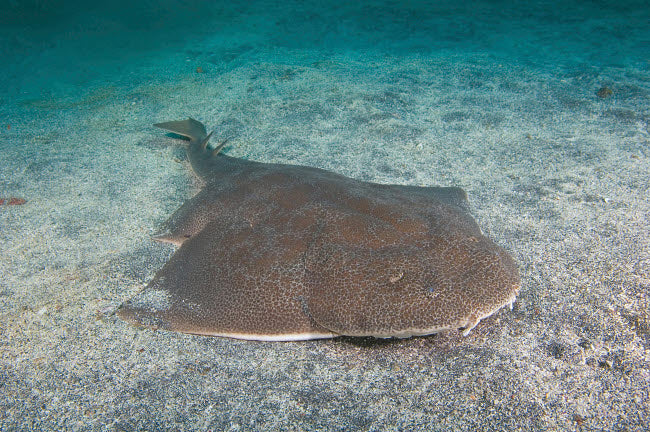 Japanese angel shark (Squatina japonica) sitting on sandy seabed in Australia