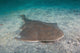 Japanese angel shark (Squatina japonica) sitting on sandy seabed in Australia