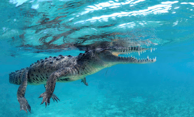 American crocodile (Crocodylus acutus) poster print at Jardines de la Reina, Cuba.