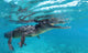 American crocodile (Crocodylus acutus) poster print at Jardines de la Reina, Cuba.