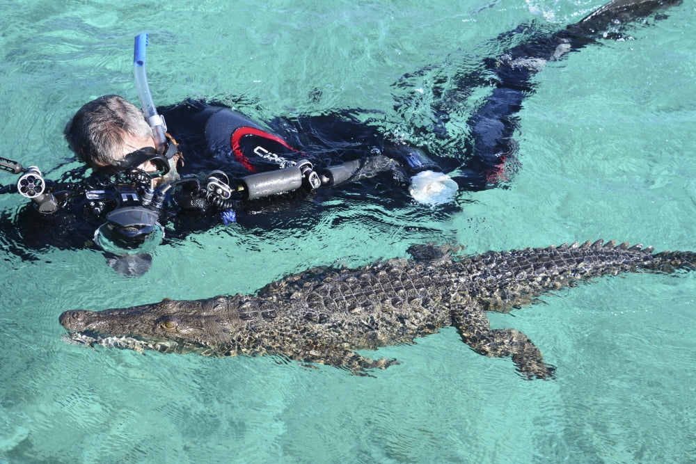 American crocodile and diver swimming in Jardines de la Reina, Cuba poster print.