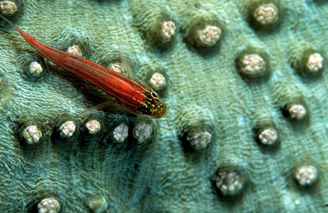 Goby on a Coral Fine Art Print from Tulamben, Bali, Indonesia.