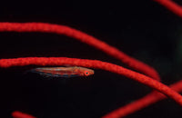 Goby fish in red coral underwater scene from Tulamben, Bali, Indonesia poster print.