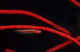 Goby fish in red coral underwater scene from Tulamben, Bali, Indonesia poster print.