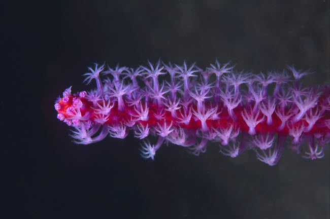 Colorful Soft Coral Poster Print from Tulamben, Bali, Indonesia
