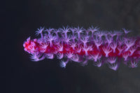Colorful Soft Coral Poster Print from Tulamben, Bali, Indonesia