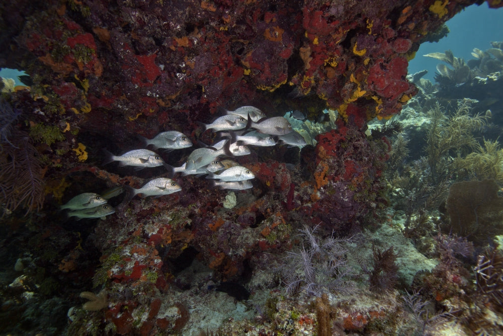 Gray Snapper School Poster Print showcasing vibrant underwater scene.