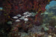 Gray Snapper School Poster Print showcasing vibrant underwater scene.