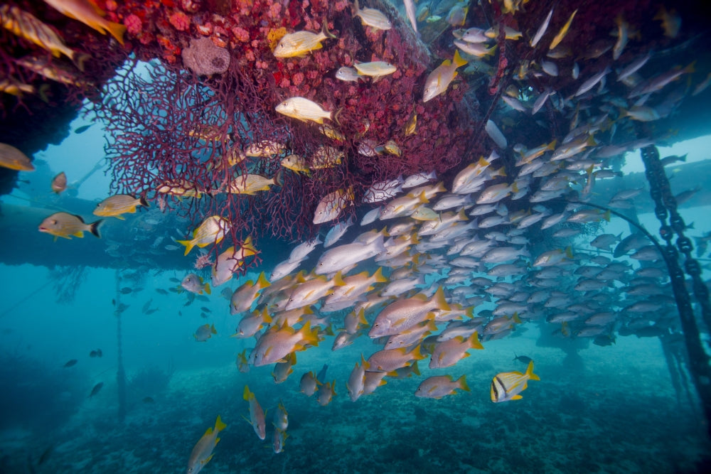 Schools of Gray Snapper, Yellowtail Snapper and Bluestripe Grunt Fish Poster Print