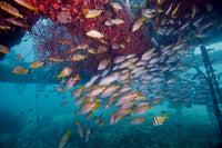 Schools of Gray Snapper, Yellowtail Snapper and Bluestripe Grunt Fish Poster Print
