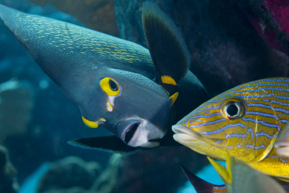 French Angelfish and Blue Striped Grunt swimming under coral reef