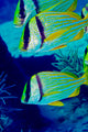 A Trio of Porkfish Poster Print by Michael Wood showcasing vibrant marine life.