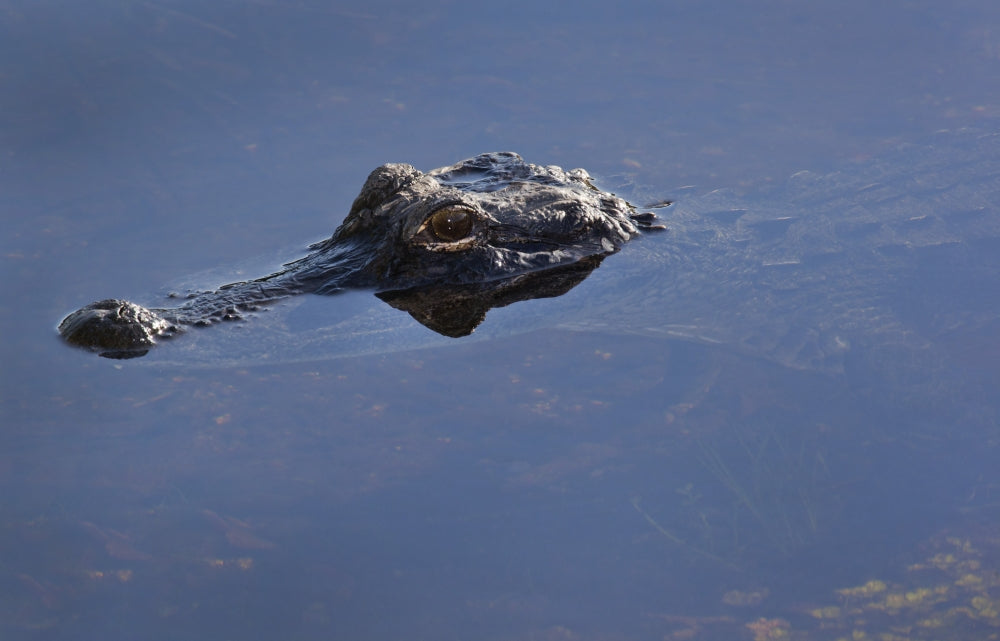 Young alligator peeking out of shallow water in the bayou at Everglades National Park