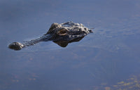 Young alligator peeking out of shallow water in the bayou at Everglades National Park