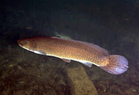 Bowfin swimming in Blue Springs, Florida poster print by Michael Wood