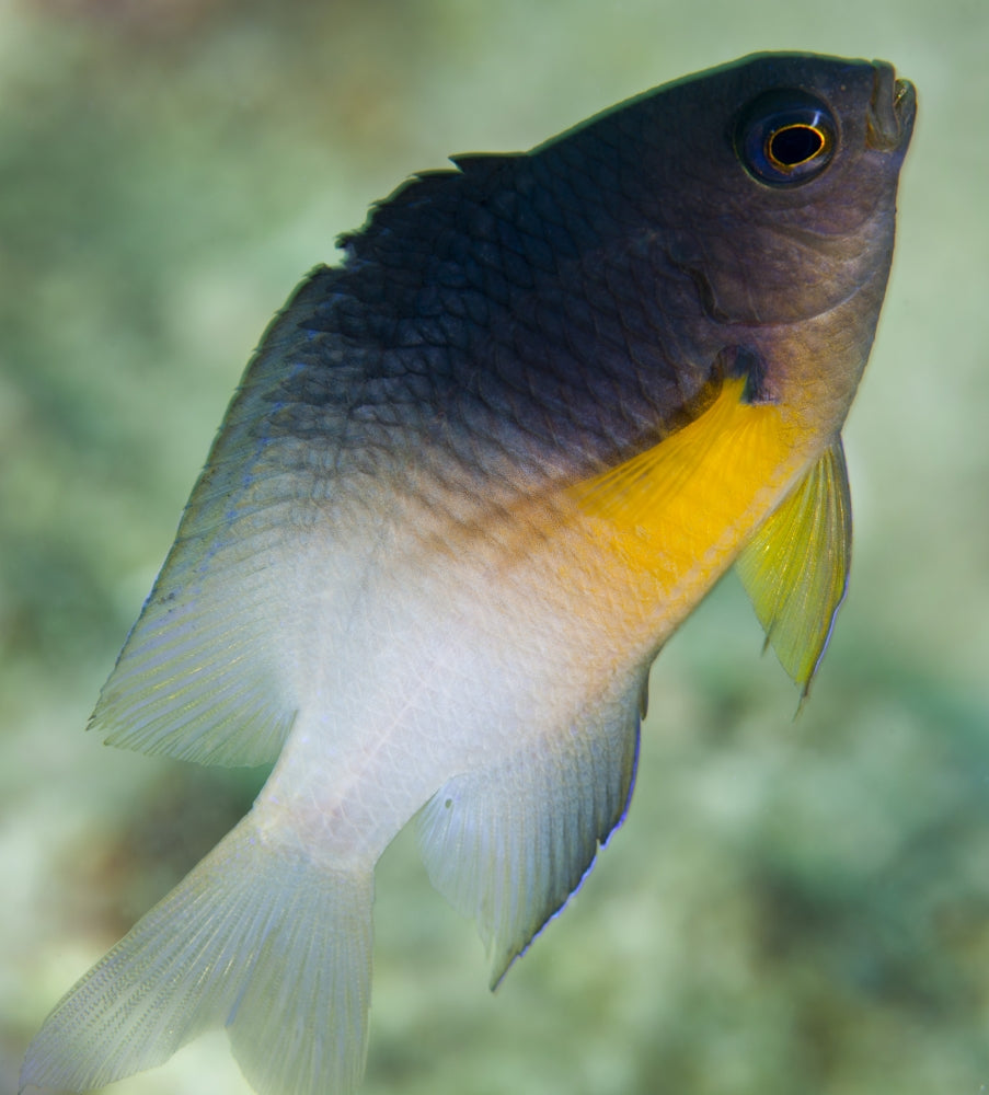 Close-up of a bicolor damselfish swimming from coral reef in Key Largo, Florida.