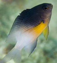 Close-up of a bicolor damselfish swimming from coral reef in Key Largo, Florida.
