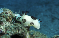 Jorunna funebris nudibranch poster print on colorful reef
