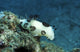 Jorunna funebris nudibranch poster print on colorful reef