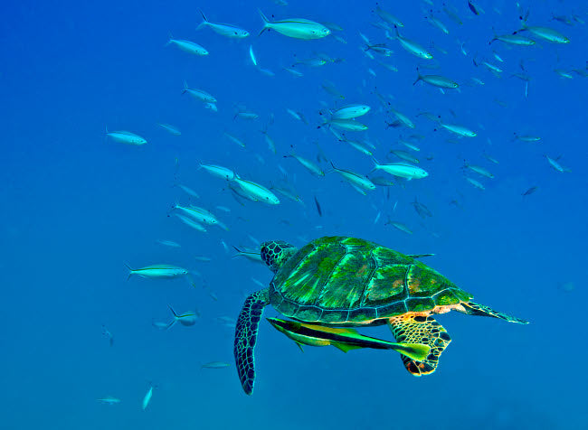 Black Sea Turtle Swimming with Remora Through School of Fish Poster Print