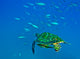 Black Sea Turtle Swimming with Remora Through School of Fish Poster Print