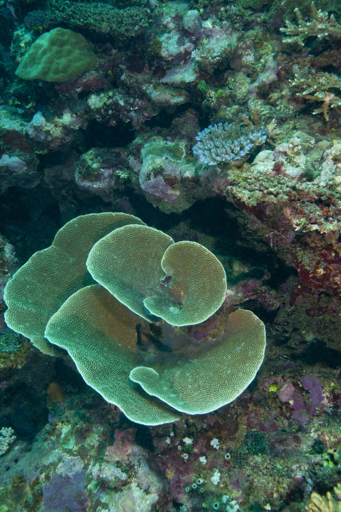 Cabbage Coral (Turbinaria reniformis) poster print from Fiji, showcasing colorful marine life.