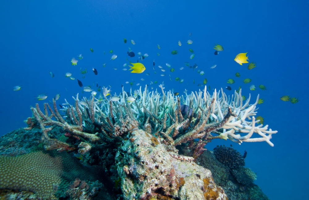 Golden Damselfish swimming around coral in the South Pacific ocean.