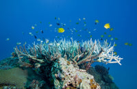 Golden Damselfish swimming around coral in the South Pacific ocean.